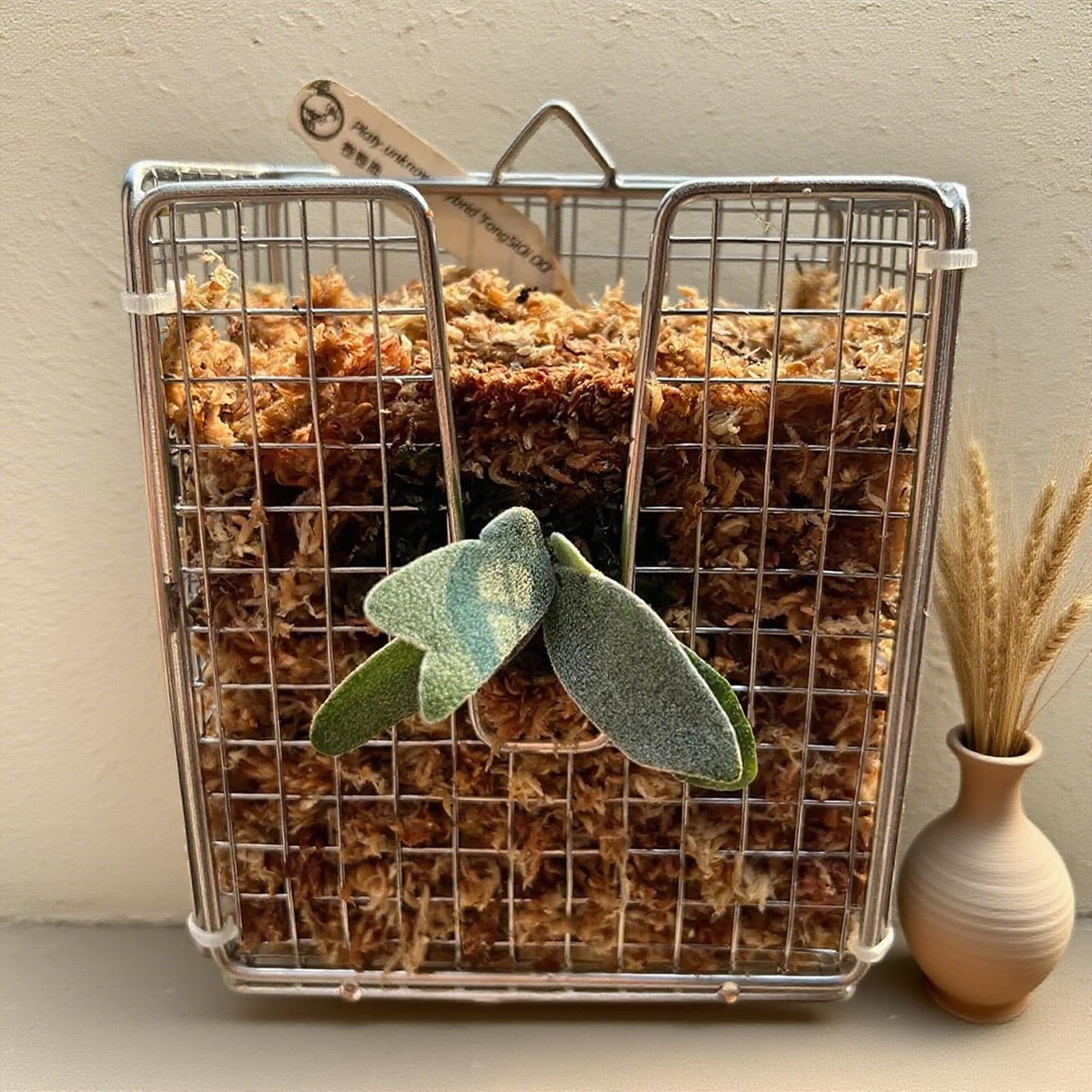 Kit Pemasangan Pakis Rusa dari - Hanging Planter Basket ulasan dan harga