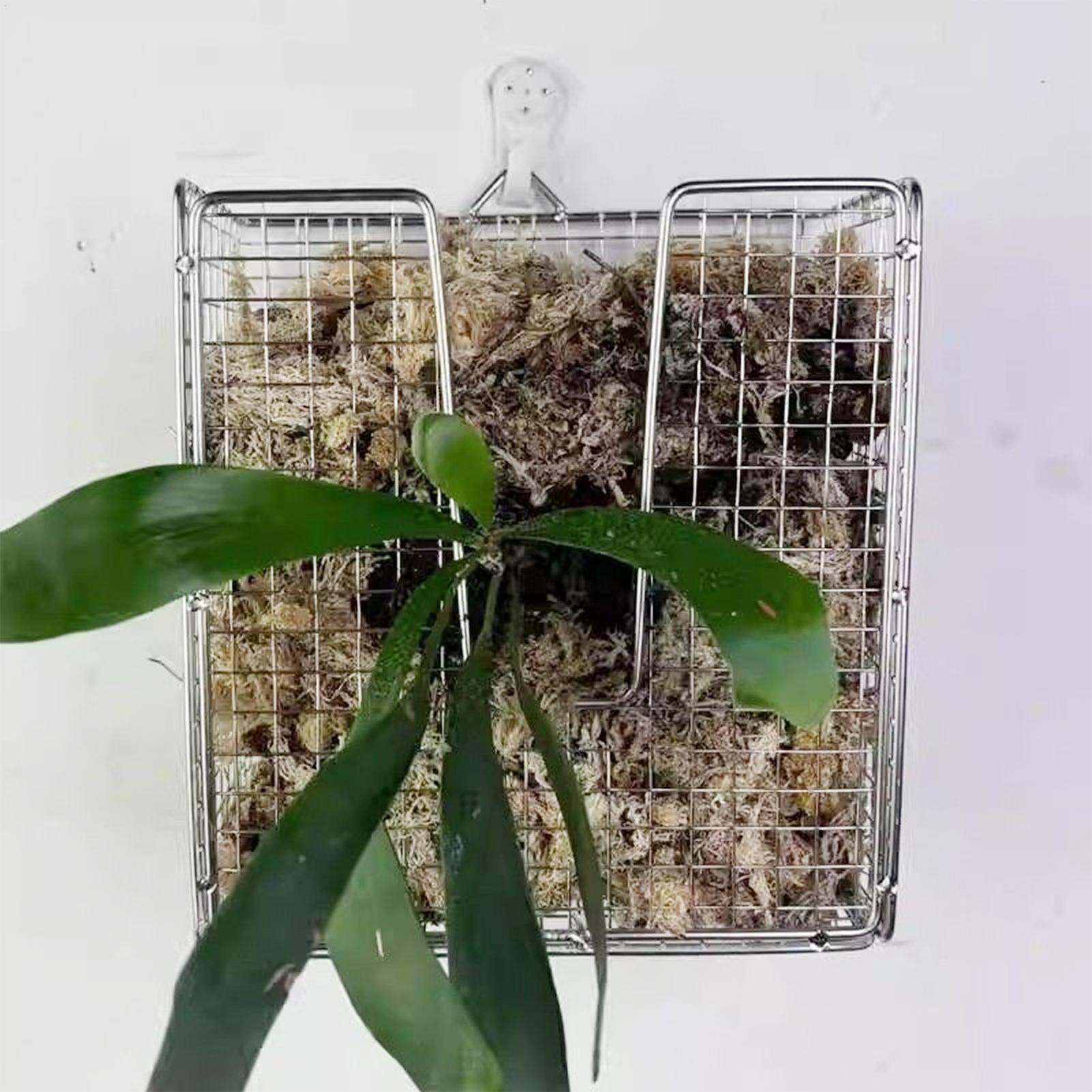 Kit Pemasangan Pakis Rusa dari - Hanging Planter Basket ulasan dan harga